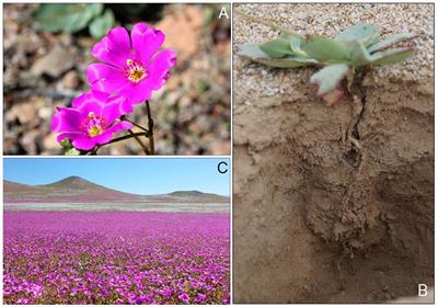 Composition, Predicted Functions and Co-occurrence Networks of Rhizobacterial Communities Impacting Flowering Desert Events in the Atacama Desert, Chile